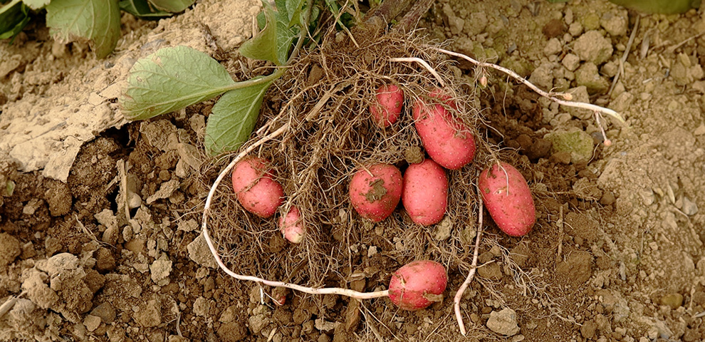 Article Body Image